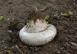 Agaricus bitorquis3.jpg