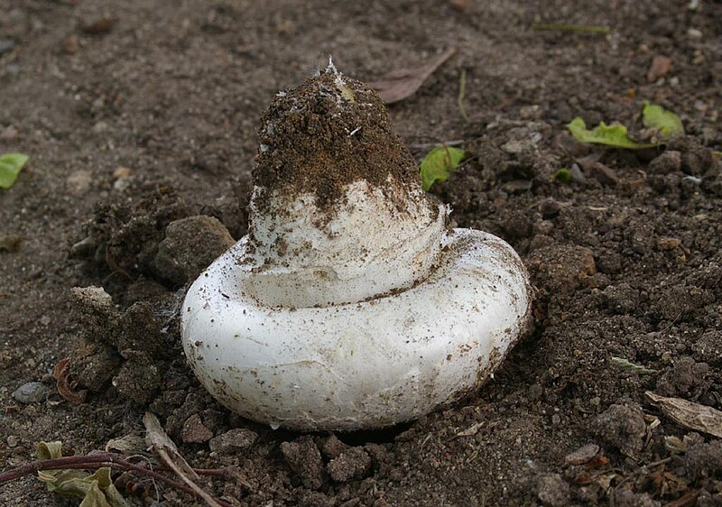 File:Agaricus bitorquis3.jpg