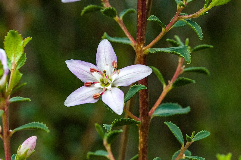 File:Agathosma betulina MargrietB 1.jpg