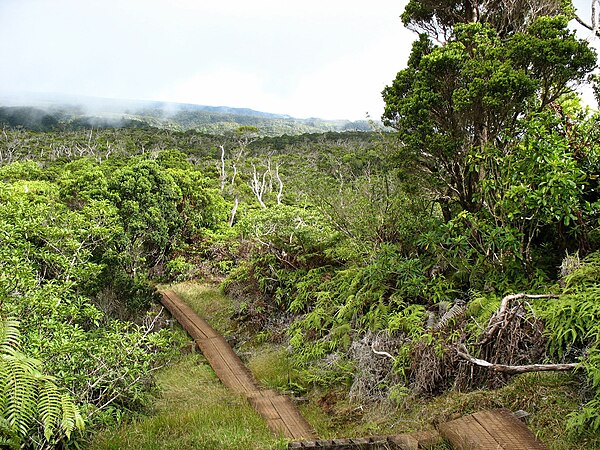 Kauaʻi's Alakaʻi Wilderness Preserve