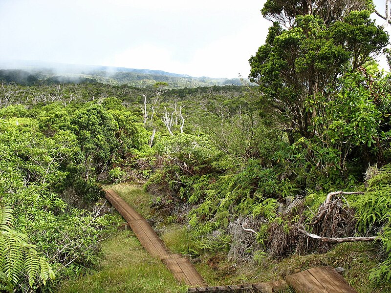 Kakahaiʻa National Wildlife Refugium 800px-Alakai_swamp