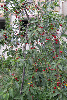 Serbischen Morello Kirsch Samen (Prunus cerasus)