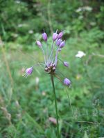 Allium karinatum.jpg