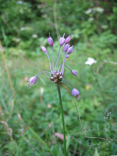 File:Allium carinatum.jpg