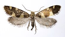 Alloclemensia mesospilella.jpg