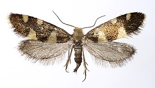 <i>Alloclemensia mesospilella</i> Species of moth