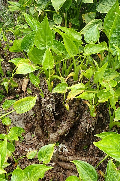 File:Alocasia cucullata kz2.jpg