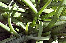 Aloe amudatensis 0zz.jpg