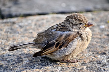 An immature house sparrow sleeping