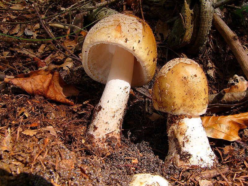 File:Amanita rubescens (32).jpg