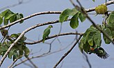 Wilde exemplaren bij een Cecropia-boom