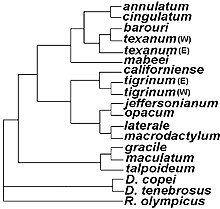 Phylogenetic tree showing relations among Ambystoma species and outgroups: For example, the sister taxon to Ambystoma macrodactylum is Ambystoma laterale, meaning they share a single common ancestor and are each other's closest living relatives. Ambystoma phylogeny.jpg