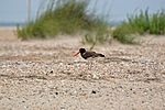 American Oystercatcher Cape Lookout.jpg