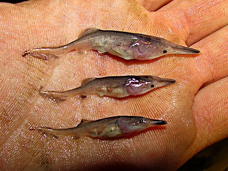 ไฟล์:American_paddlefish_fry_at_30_days_of_age_-_2013.jpg