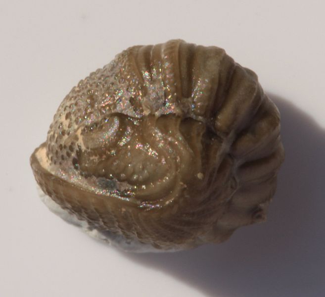 File:Ameropiltonia lauradanae lateral 2.jpg