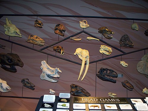 A collection of skulls belonging to multiple Amniotes, taken Jul, 1, 2013.