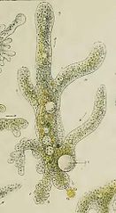 Amoeba proteus из Лейди.jpg 
