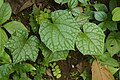 Ampelocissus sp 1456.jpg