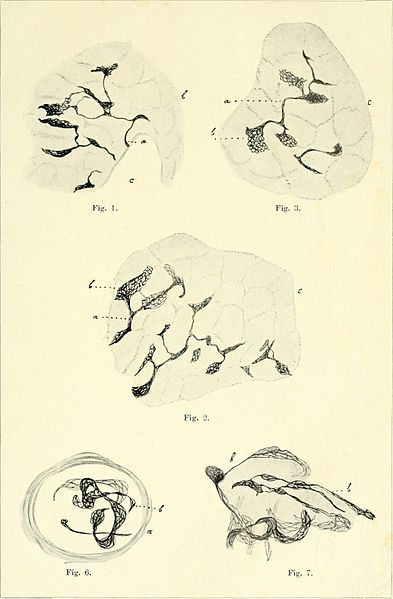 File:Anatomischer Anzeiger (1905) (17988509439).jpg