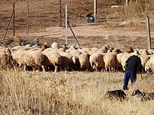 Shepherd and his sheep in Andavias, Zamora. Andavias q n.jpg