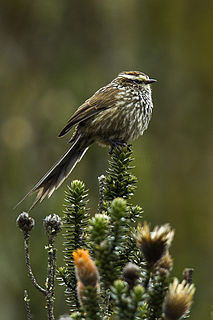 Andean tit-spinetail