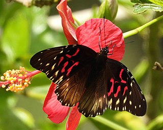 <i>Anetia thirza</i> Species of butterfly