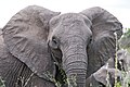 Les larges pavillons d'un éléphant de savane d'Afrique l'aident à se rafraichir et à impressionner