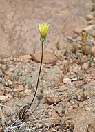 Scale bud (Anisocoma acaulis) closed flower