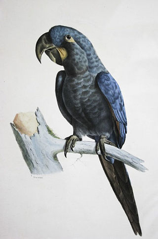 <span class="mw-page-title-main">Glaucous macaw</span> Species of bird