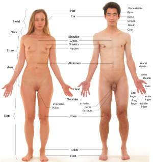 Anterior view of human female and male, with labels.svg
