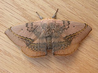 <i>Anthela varia</i> Species of moth