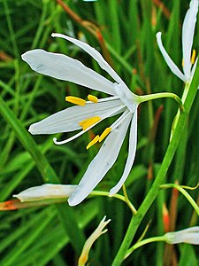 Anthericum liliago Flower