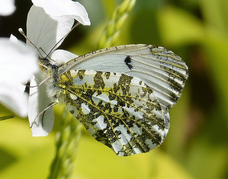 File:Anthocharis cardamines. Orange Tip female underside - Flickr - gailhampshire.jpg