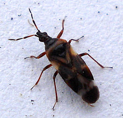 Description de l'image Anthocoris nemoralis.jpg.