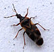 Anthocoris nemoralis