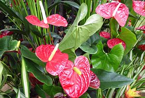 Anthurium andraeanum hatem moushir.JPG