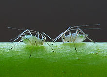 Reed aphids ingesting plant sap Aphidoidea puceron Luc Viatour.jpg