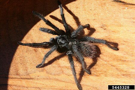 Aphonopelma_vogelae