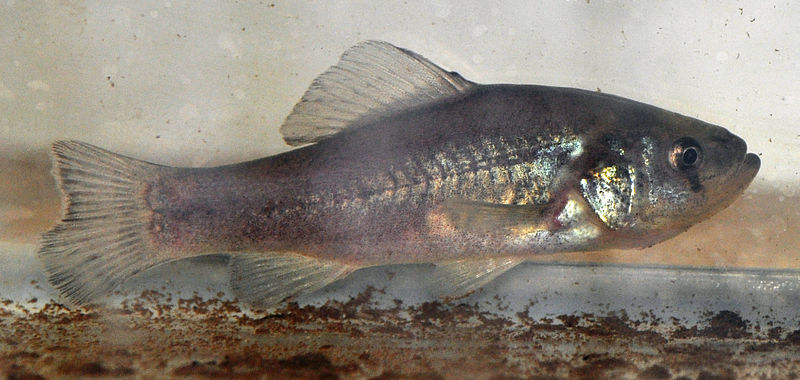 File:Aphredoderus sayanus 1.JPG