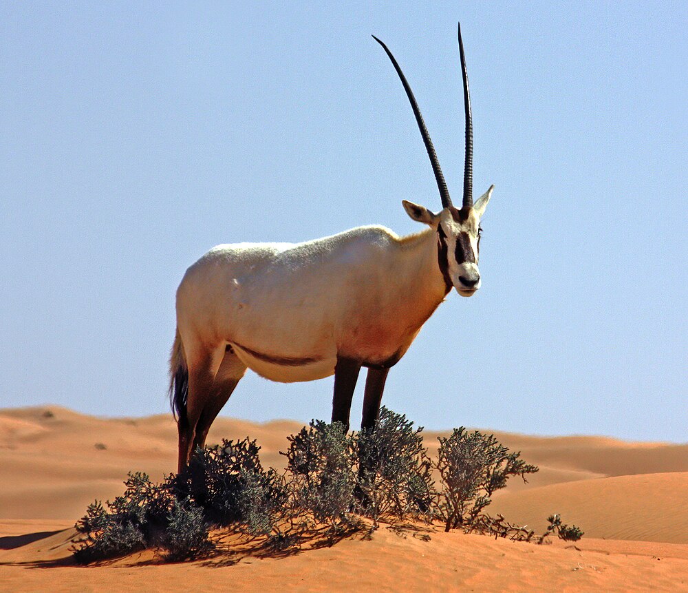 A Arabian oryx gets as old as 20 years