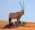 Thumbnail for Arabian oryx
