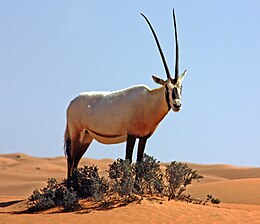 Baltasis oriksas (Oryx leucoryx)