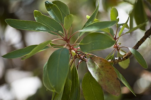 Arbutus arizonica foliage