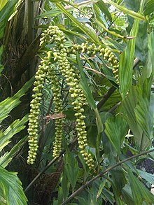 Arecales - Arenga undulatifolia - kew 2.jpg