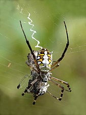 Argiope catenulata (Grass cross spider)