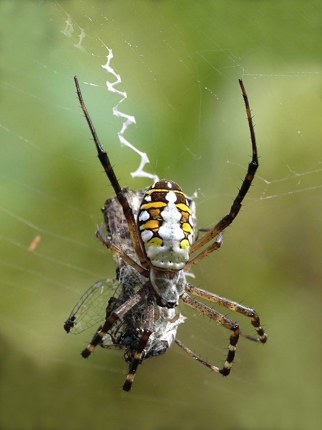 Your Next Outfit Could Be Made From Spider Silk