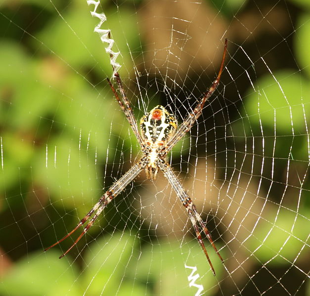 File:Argiope pulchella @ Kanjirappally, Kerala.JPG