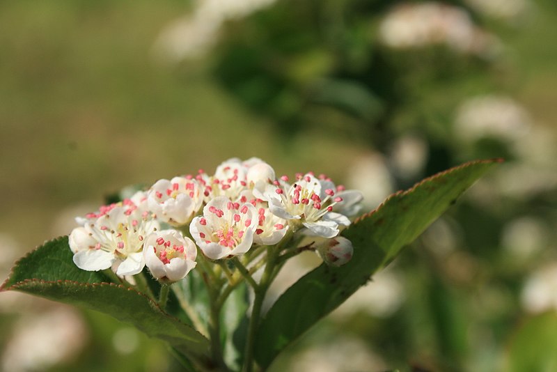 File:Aronia-melanocarpa-flowers.jpg