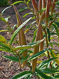 Asclepias tuberosa Fruits