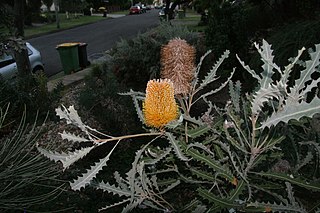 <i>Banksia ashbyi <span style="font-style:normal;">subsp.</span> boreoscaia</i> Subspecies of shrub in the family Proteaceae from the north-west coast of Western Australia,